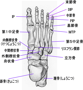 足関節