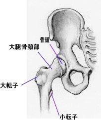 股関節