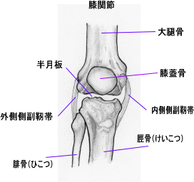 膝関節