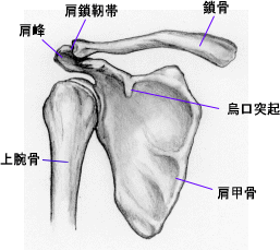 肩関節