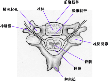 頚椎（上から）