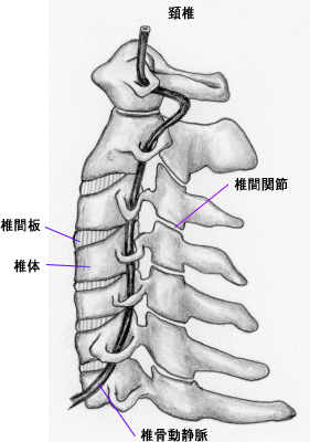 頚椎（横から）
