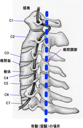 頚髄