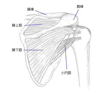 腱板背面