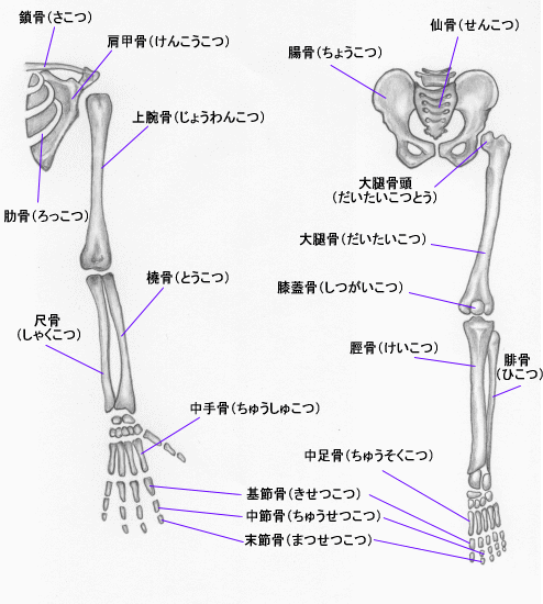 上肢・下肢の骨