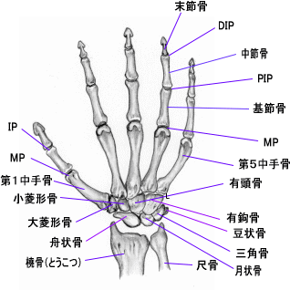 手骨の構造