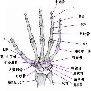 手関節